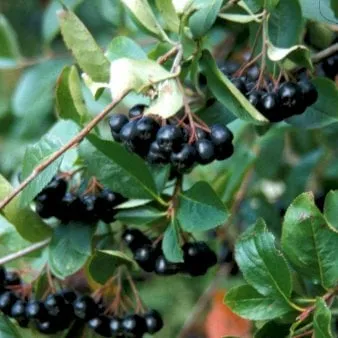 Aronia de fruto grande