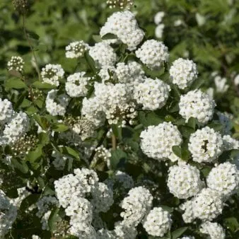 Boda de Spirea